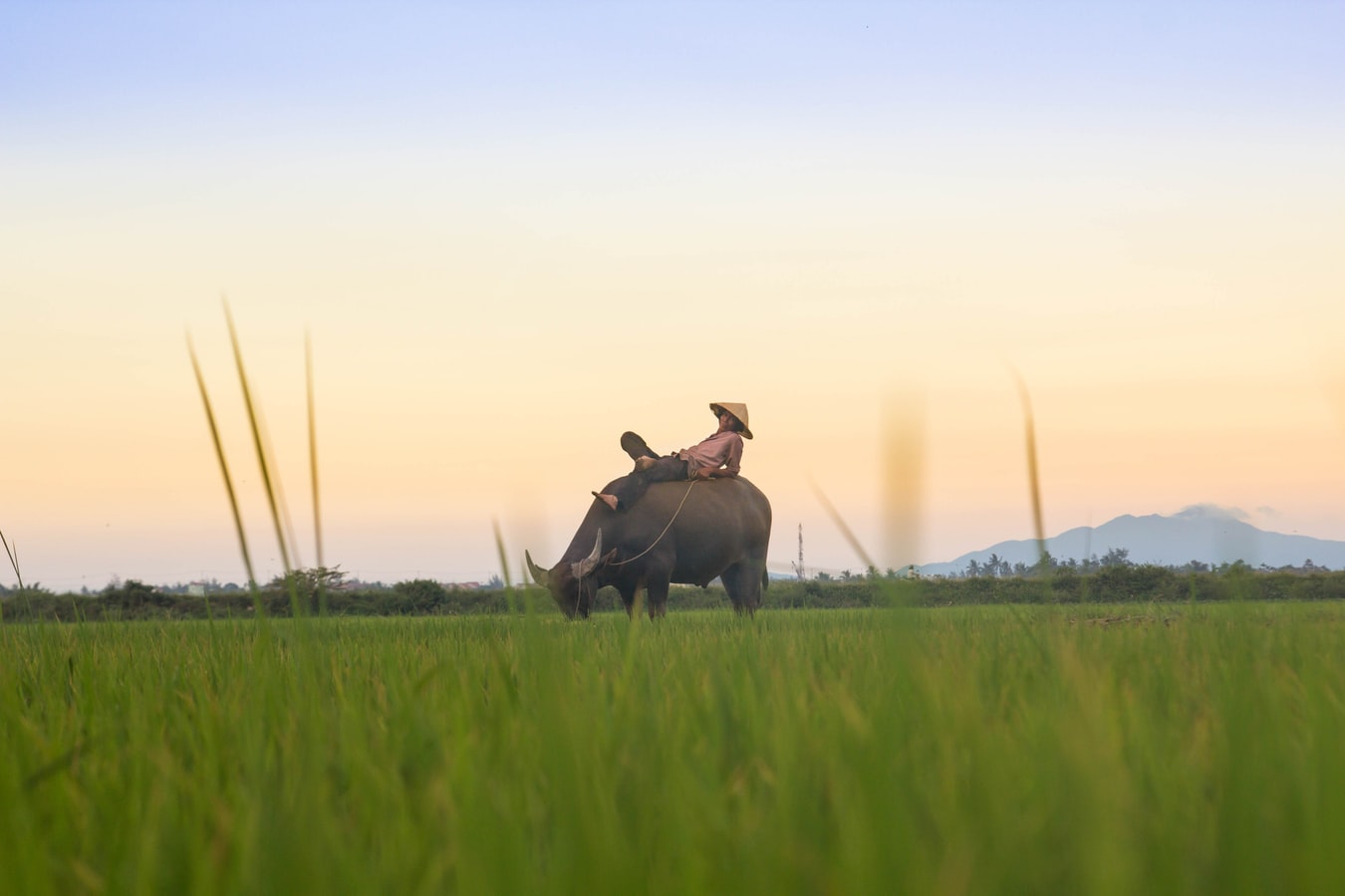 Vietnam visa for Austrian citizens